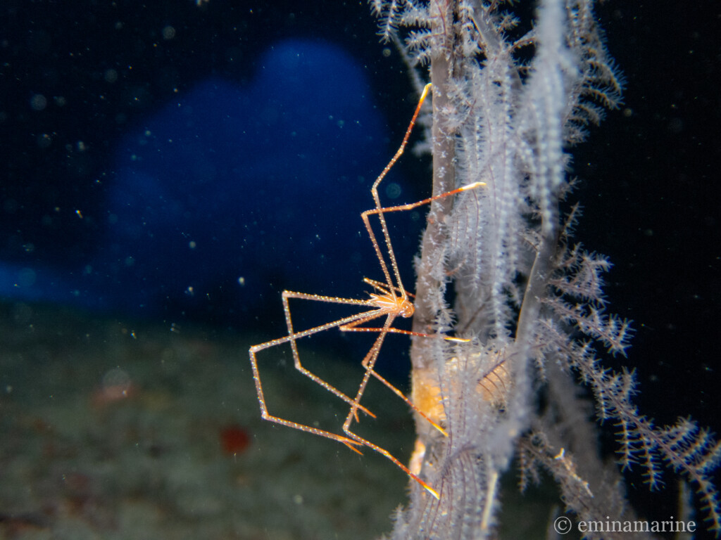 ホシゾラワラエビ