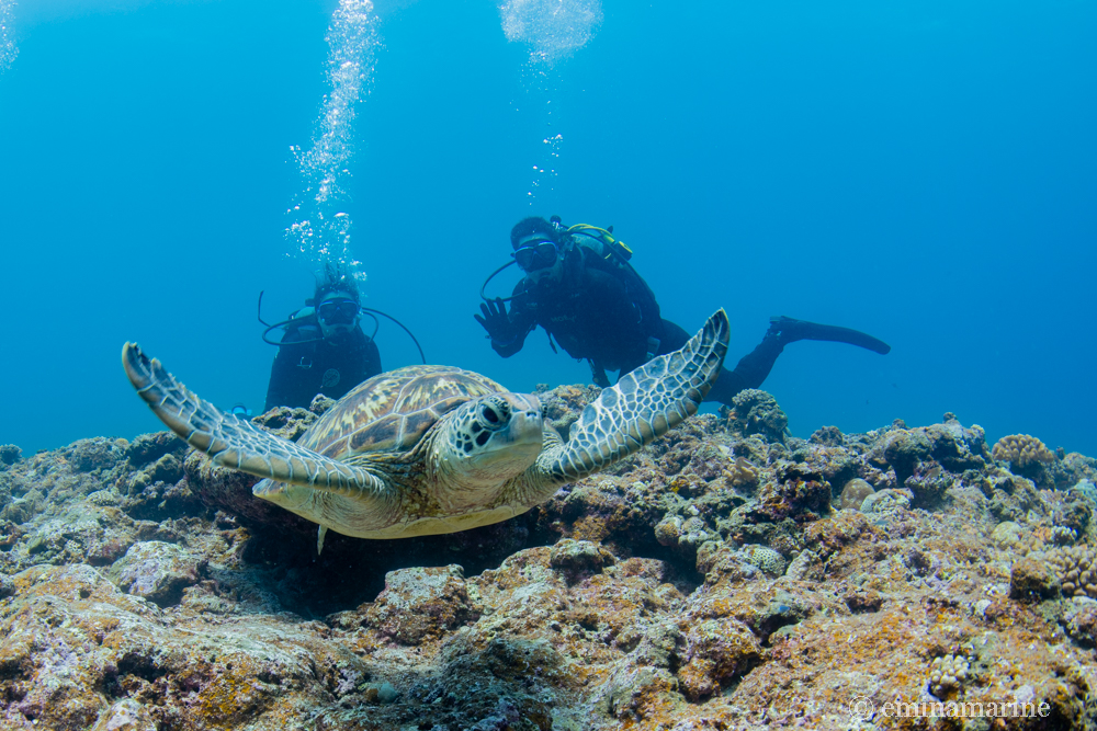 リクエストのカメさんと一緒に体験ダイビング