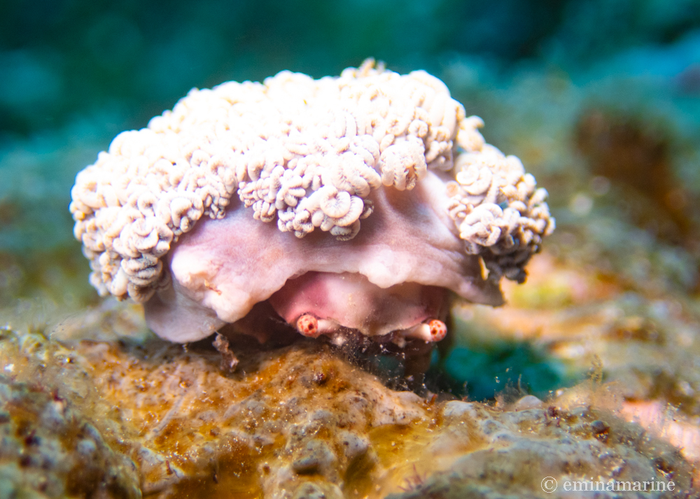 バオバブカイカムリ