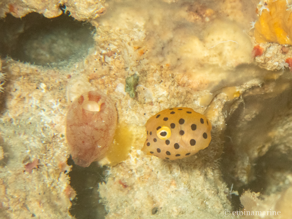 ミナミハコフグ幼魚