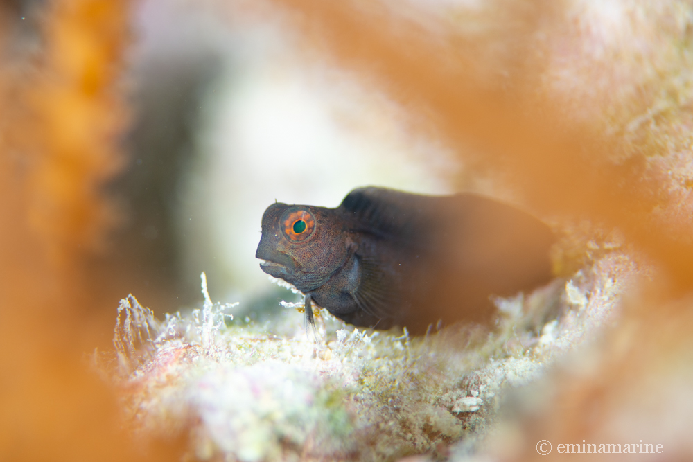 インドカエルウオ