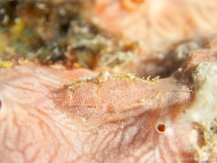 パロンシュリンプ