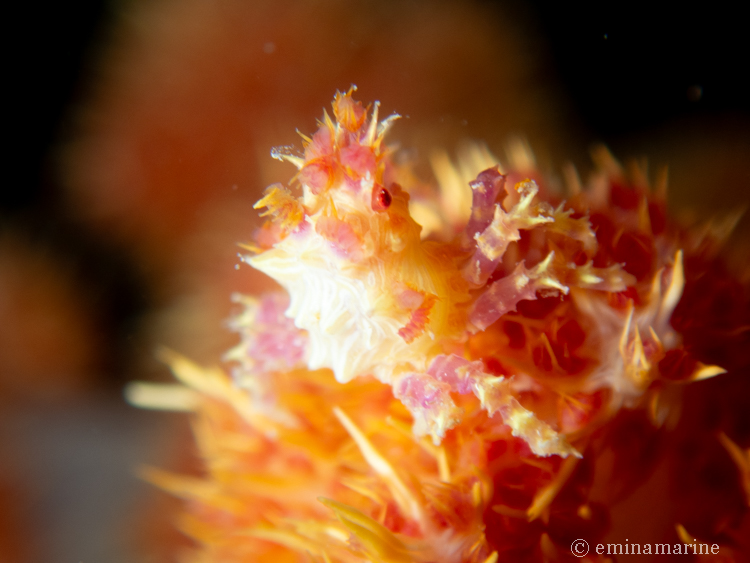 イソコンペイトウガニ