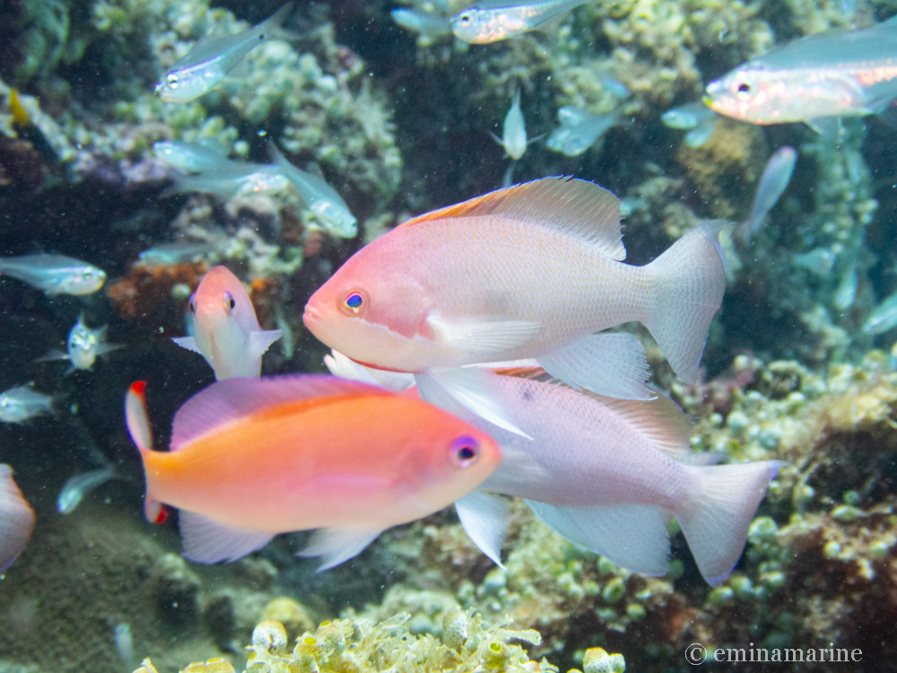 ケラマハナダイ