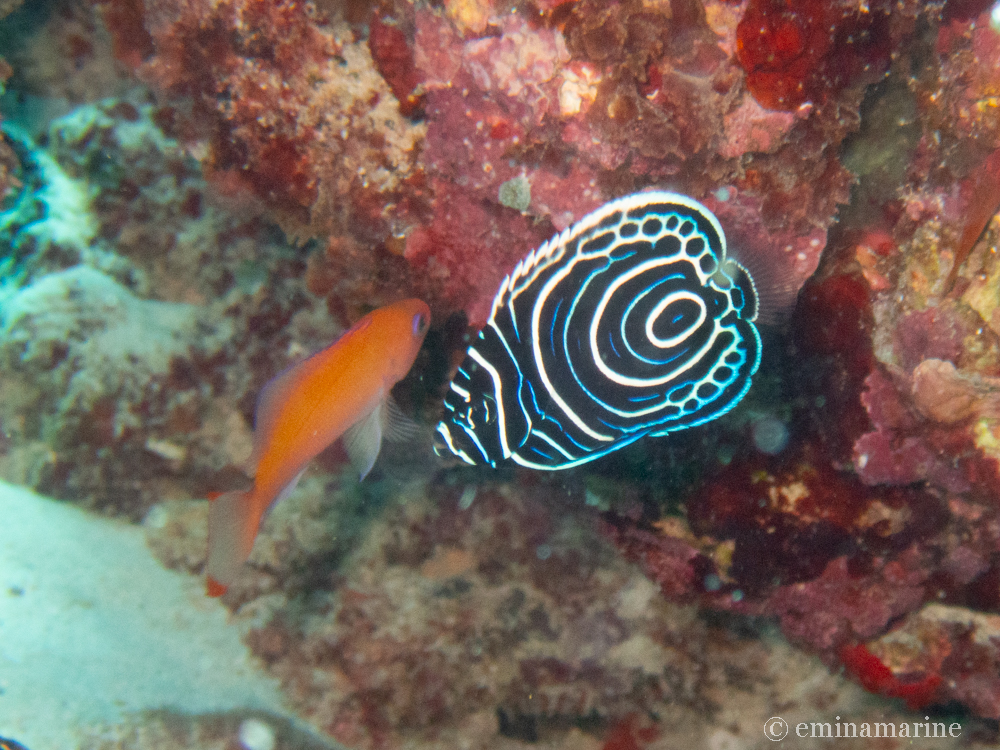 タテジマキンチャクダイ幼魚