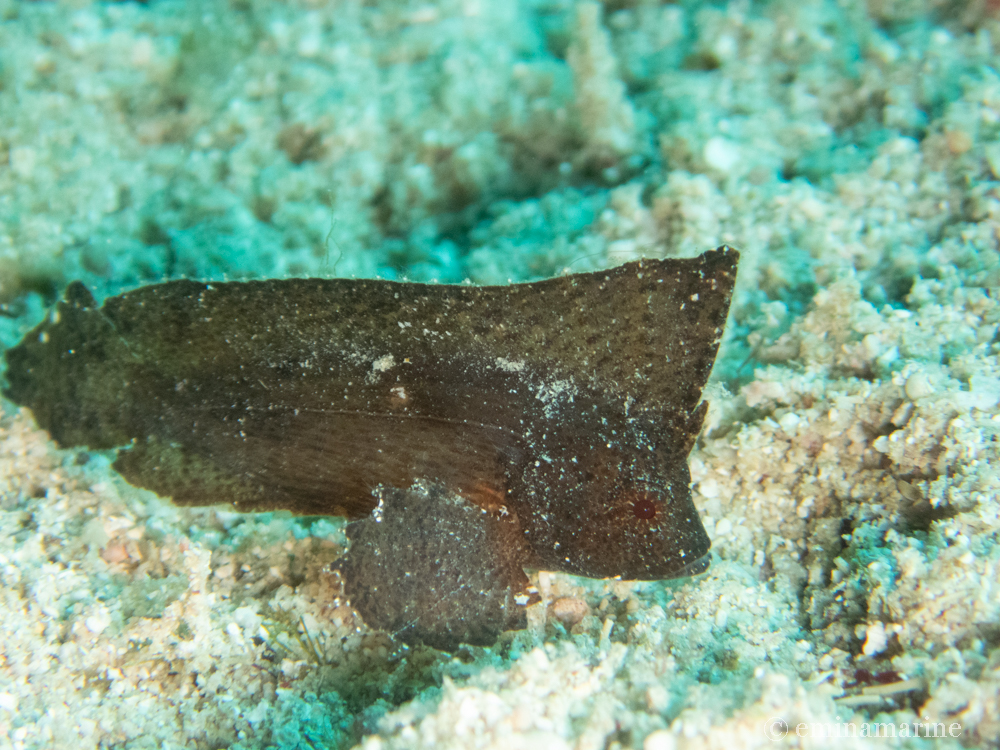 ツマジロオコゼ