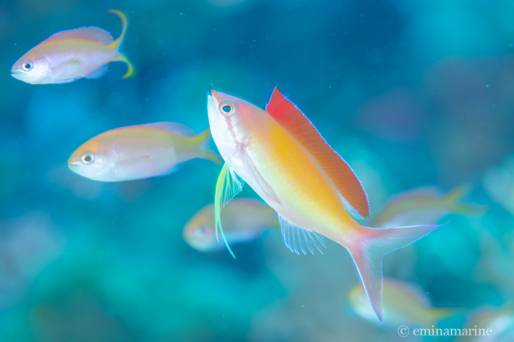 アカネハナゴイ