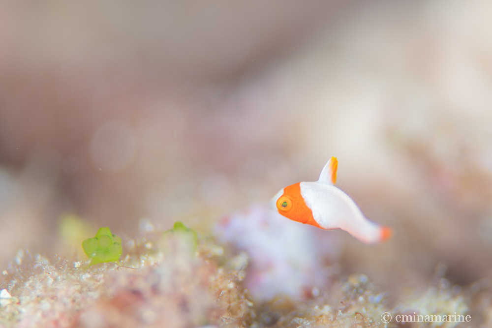 イロブダイ幼魚