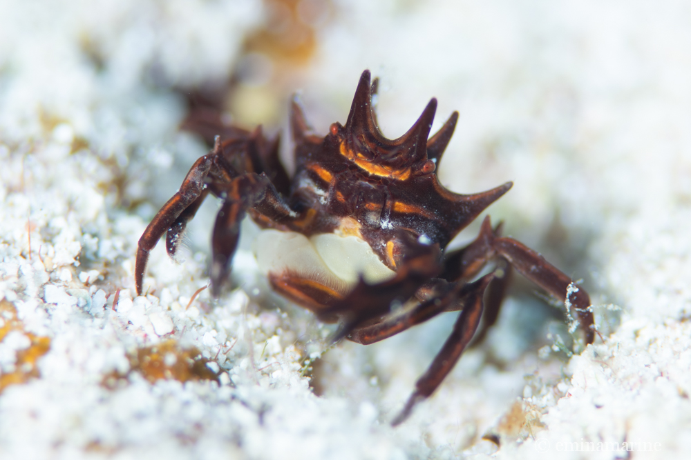 トゲコマチガニ