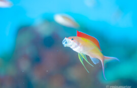 アカネハナゴイ