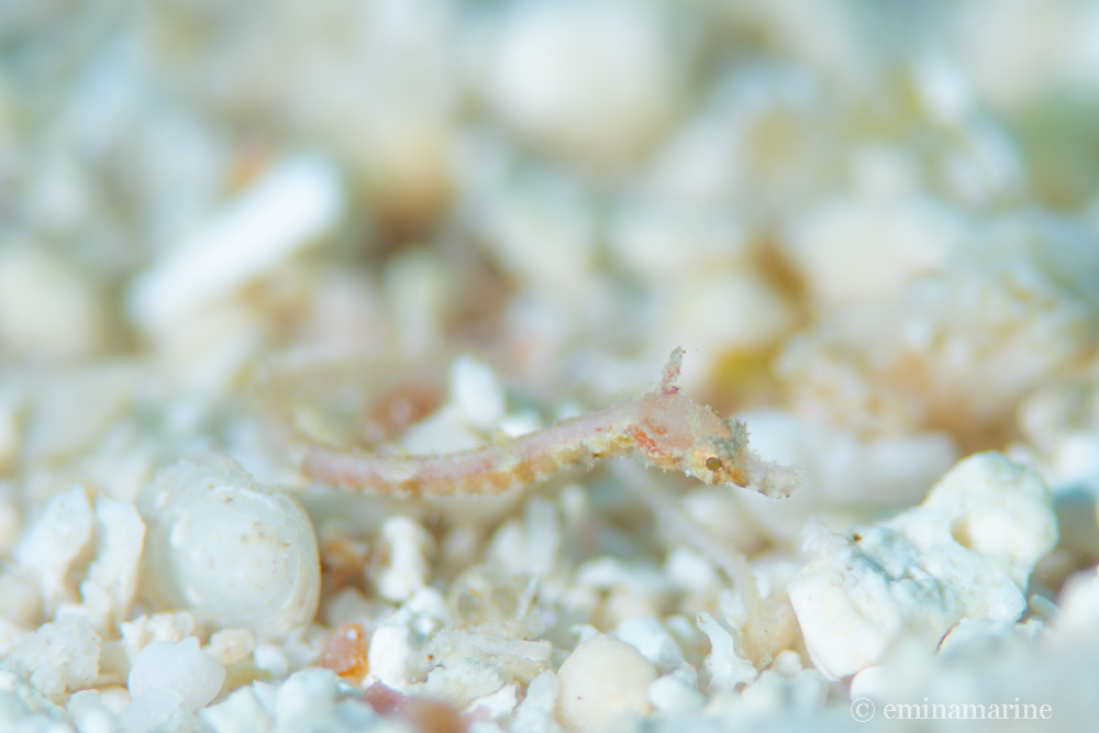 ノコギリウミヤッコ