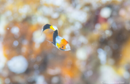 ムスジコショウダイ幼魚