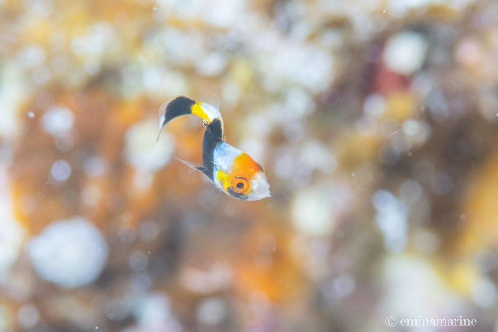 ムスジコショウダイ幼魚