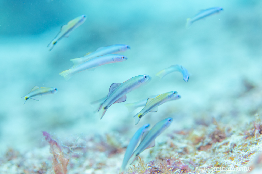 クロユリハゼ・ヒメユリハゼ幼魚達