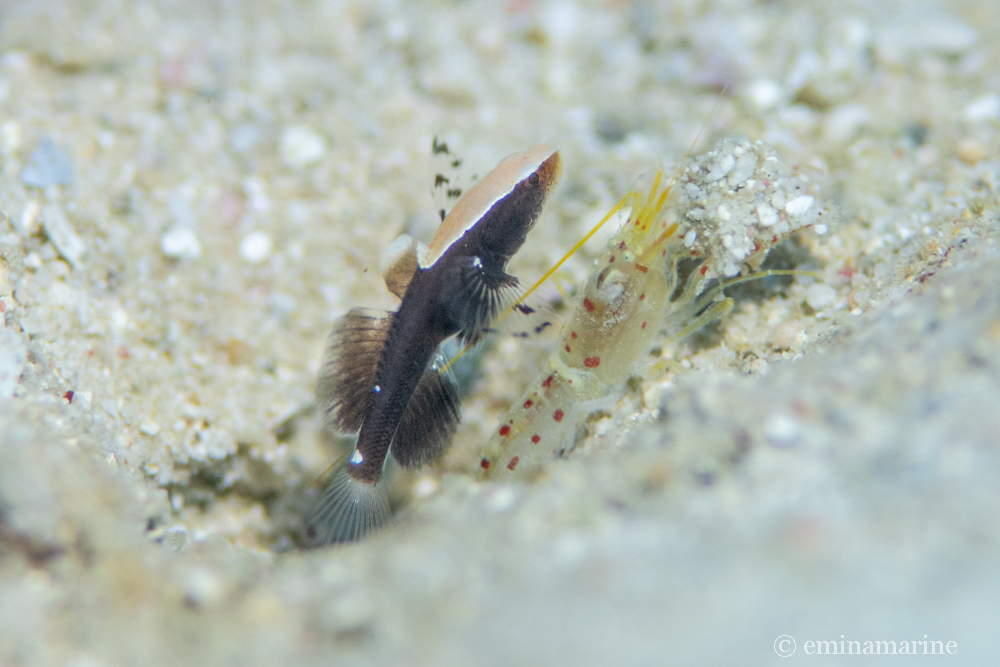 オドリハゼとブドウテッポウエビ