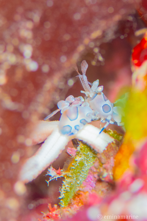 フリソデエビ幼体