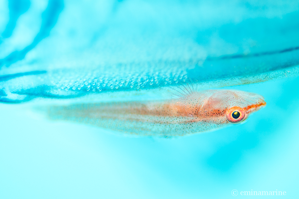 アカスジウミタケハゼ