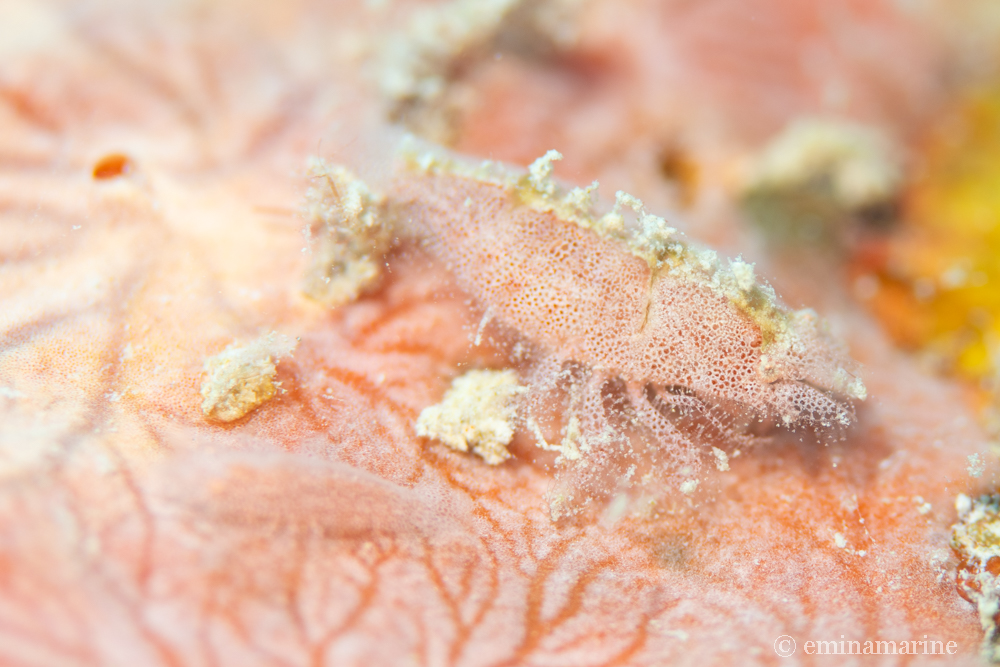 パロンシュリンプ