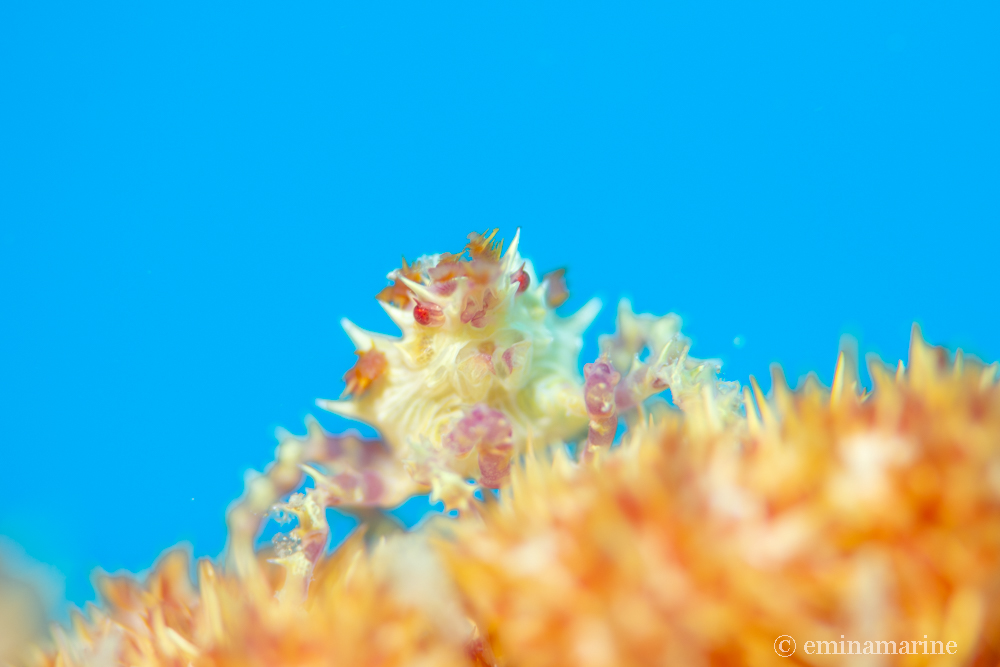 イソコンペイトウガニ