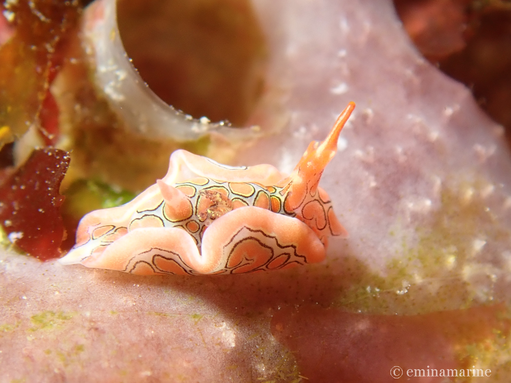 トウモンウミコチョウ