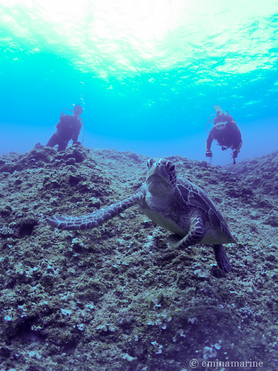 おともdeダイブ