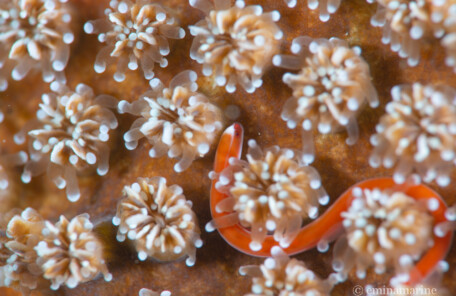 シューヤジリチンヨウジウオ