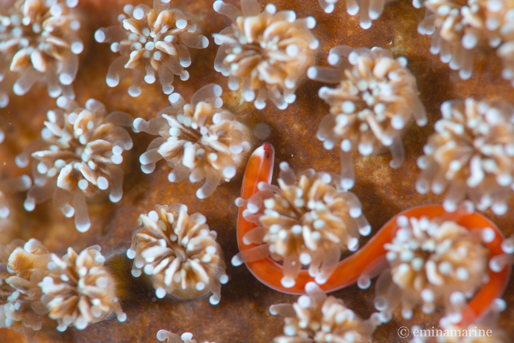 シューヤジリチンヨウジウオ