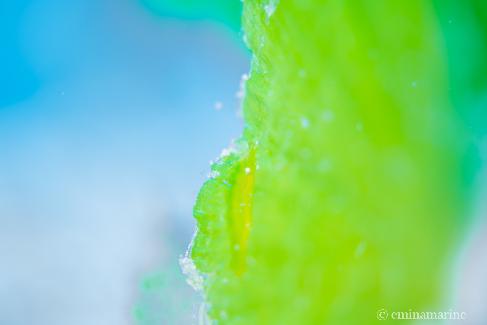 ヒラツノモエビ