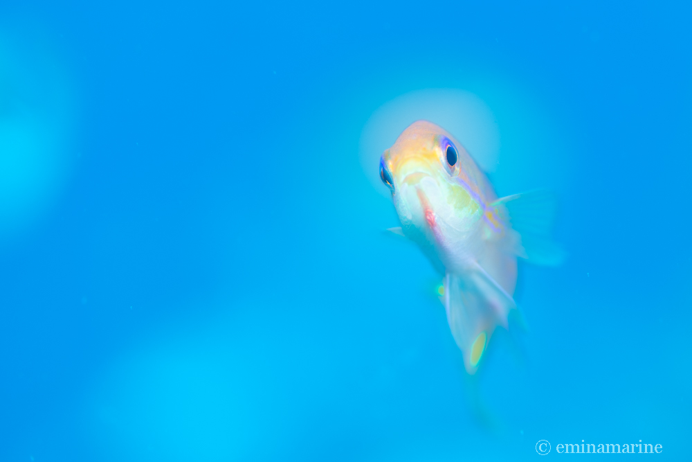 キンギョハナダイ