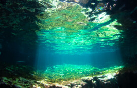 サプライズホール