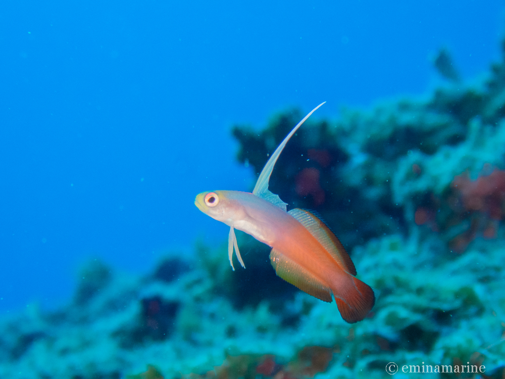 ハタタテハゼ幼魚