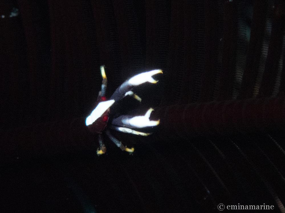 コマチコシオリエビ