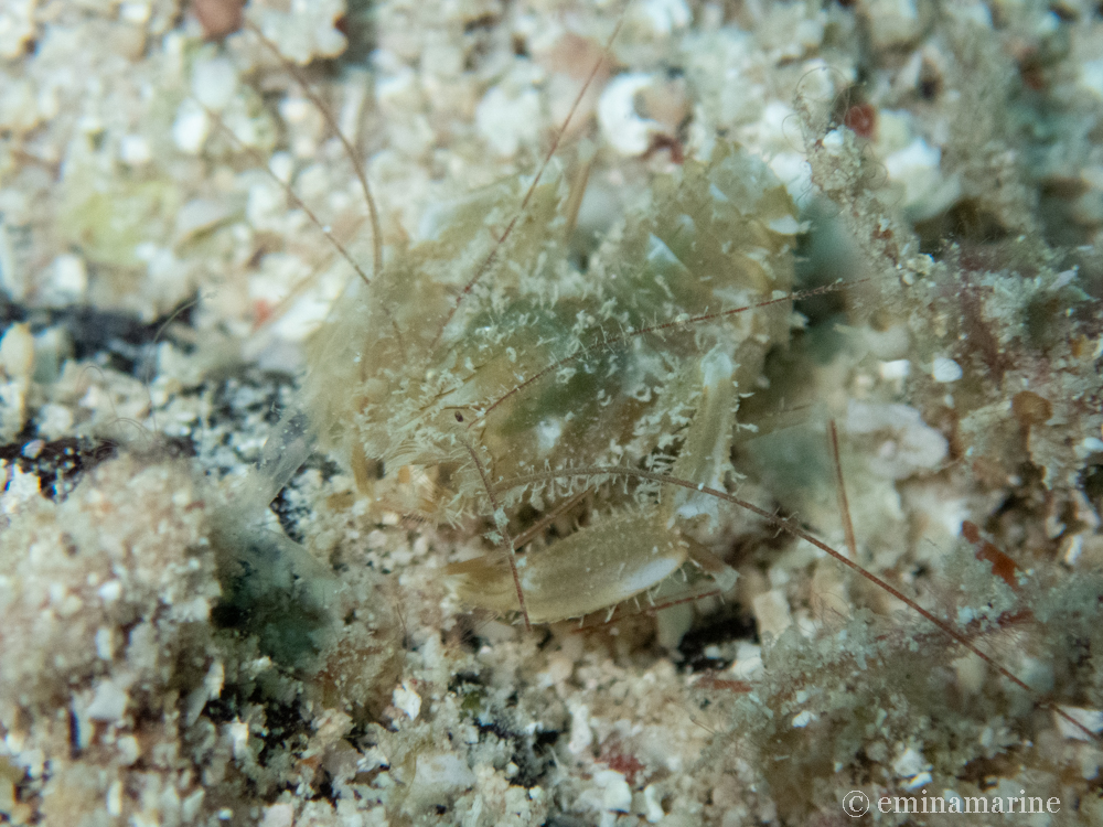 サンゴヒメエビ