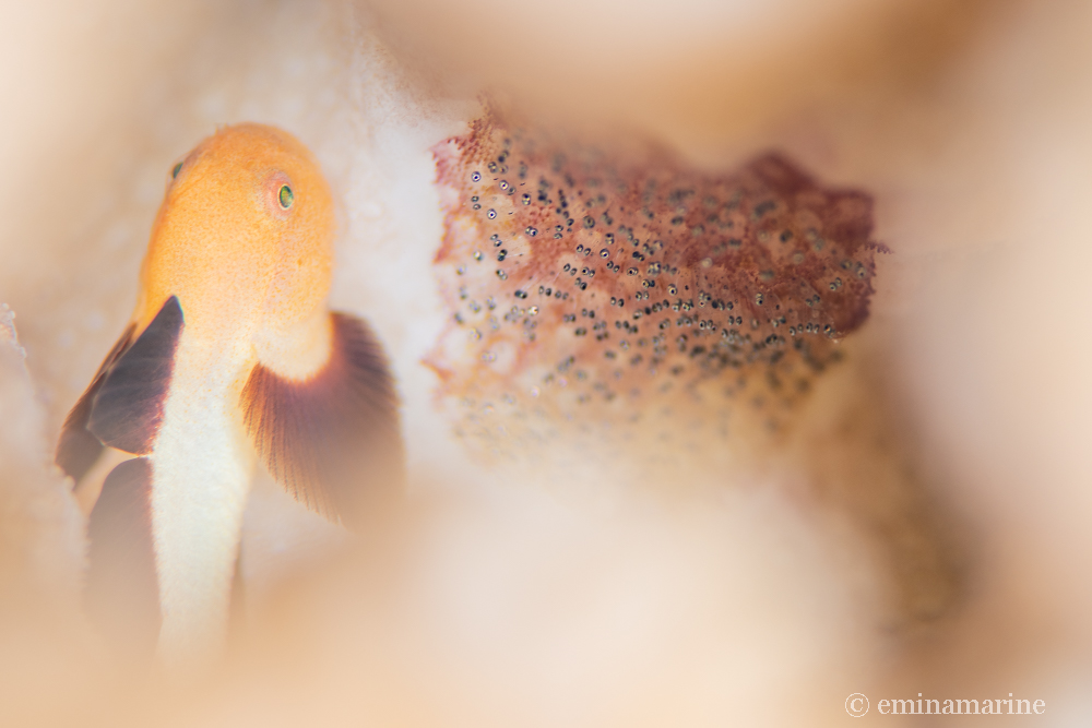 パンダダルマハゼ