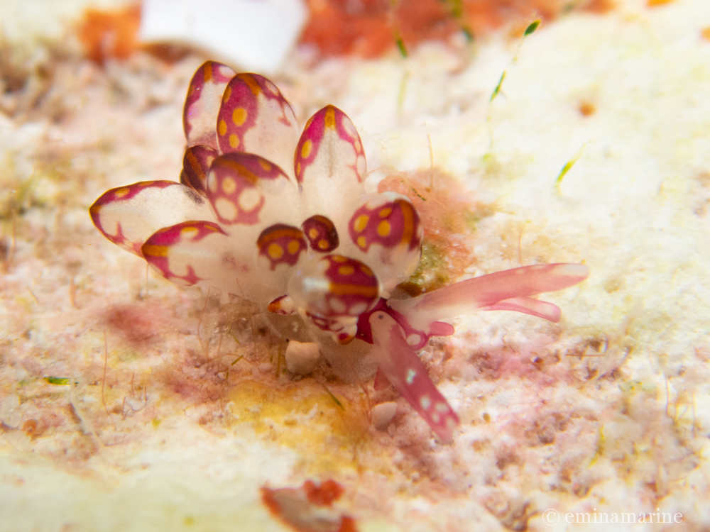 カノコウロコウミウシ