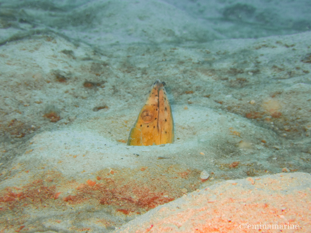 トンガリホタテウミヘビ