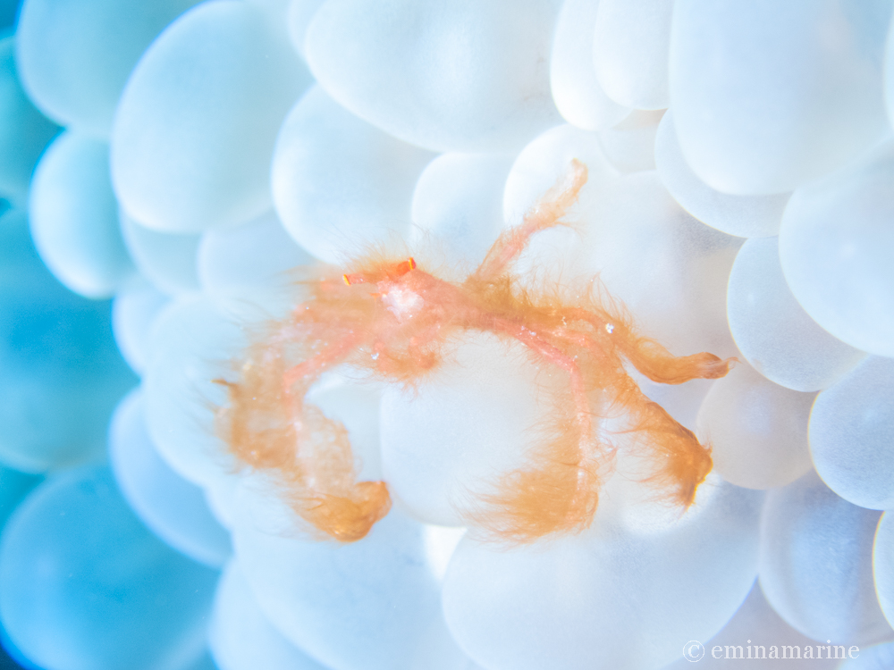 オランウータンクラブ