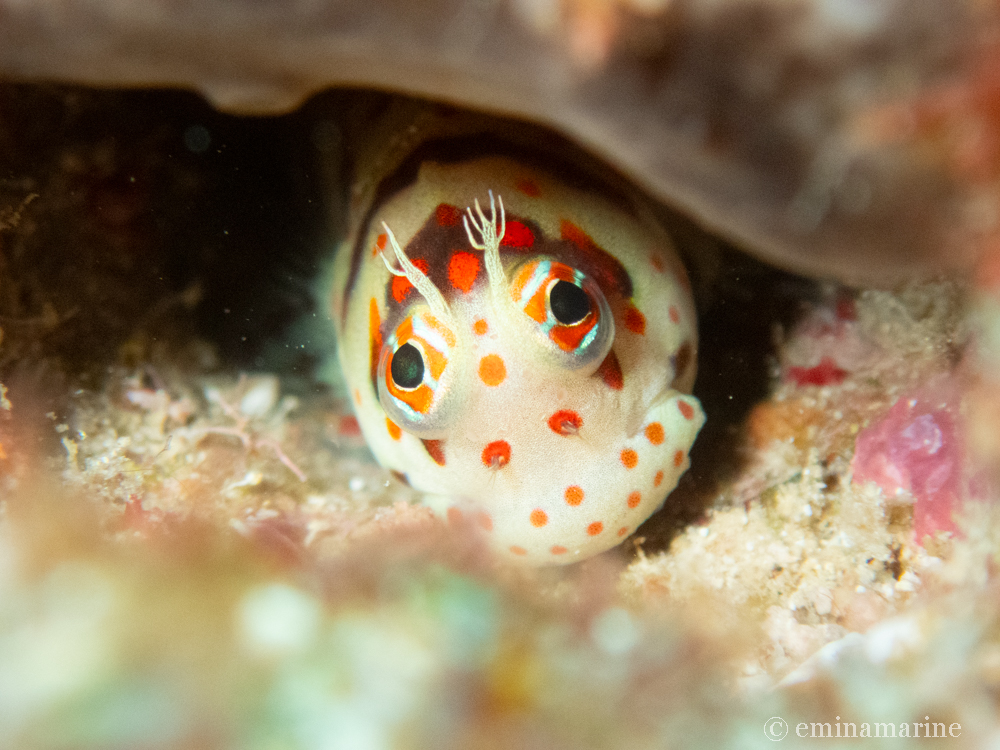 モンツキカエルウオ