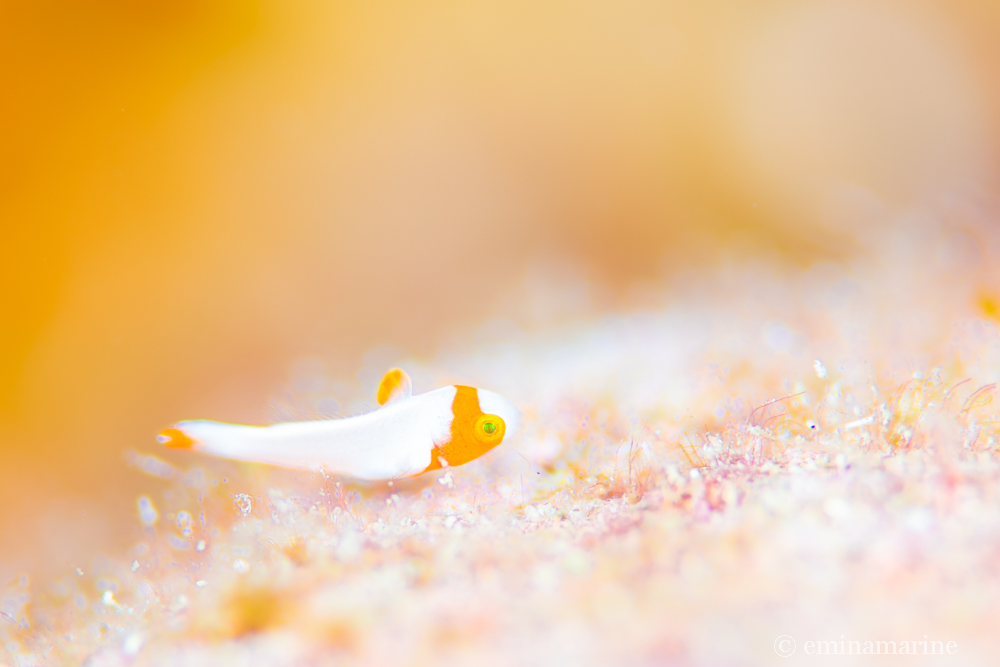 イロブダイ幼魚