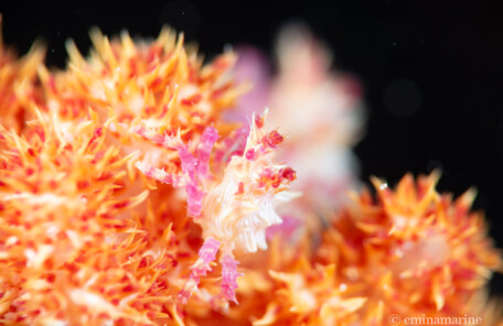 イソコンペイトウガニ