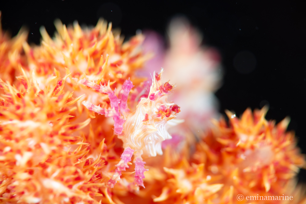 イソコンペイトウガニ