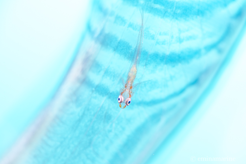 アカスジウミタケハゼ