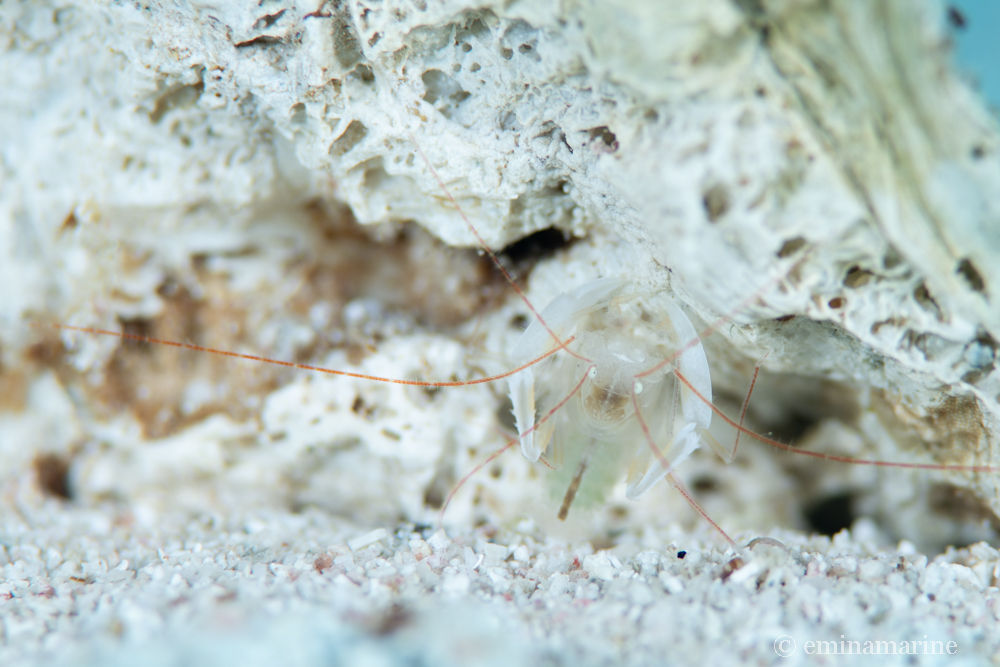 ミクロプロステマ・タケダイ