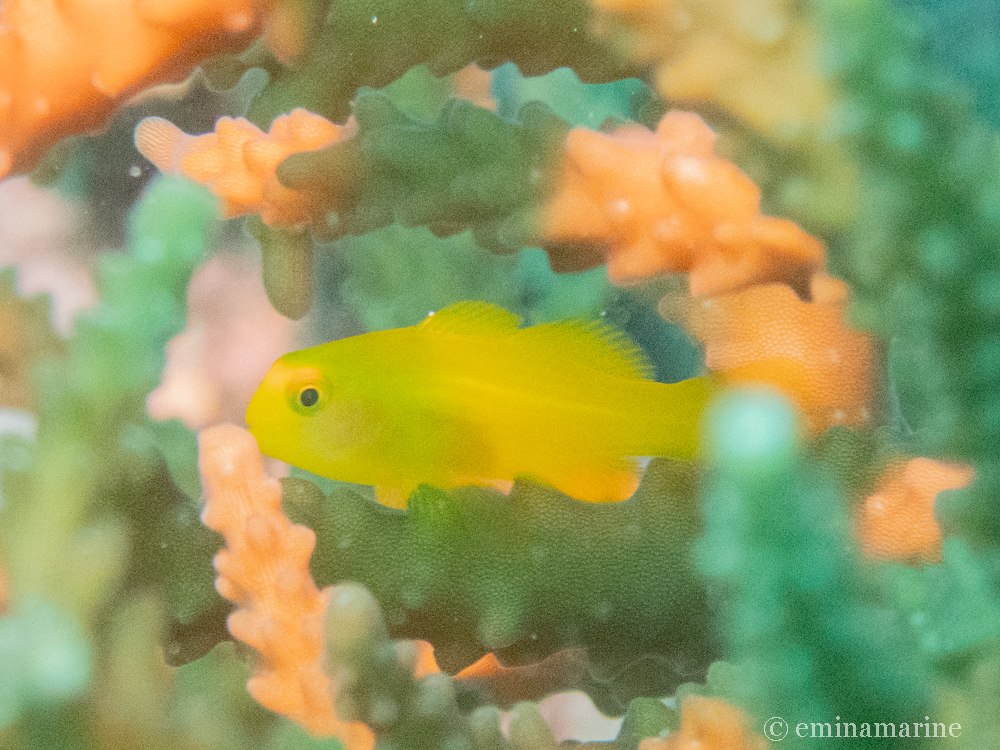キイロサンゴハゼ