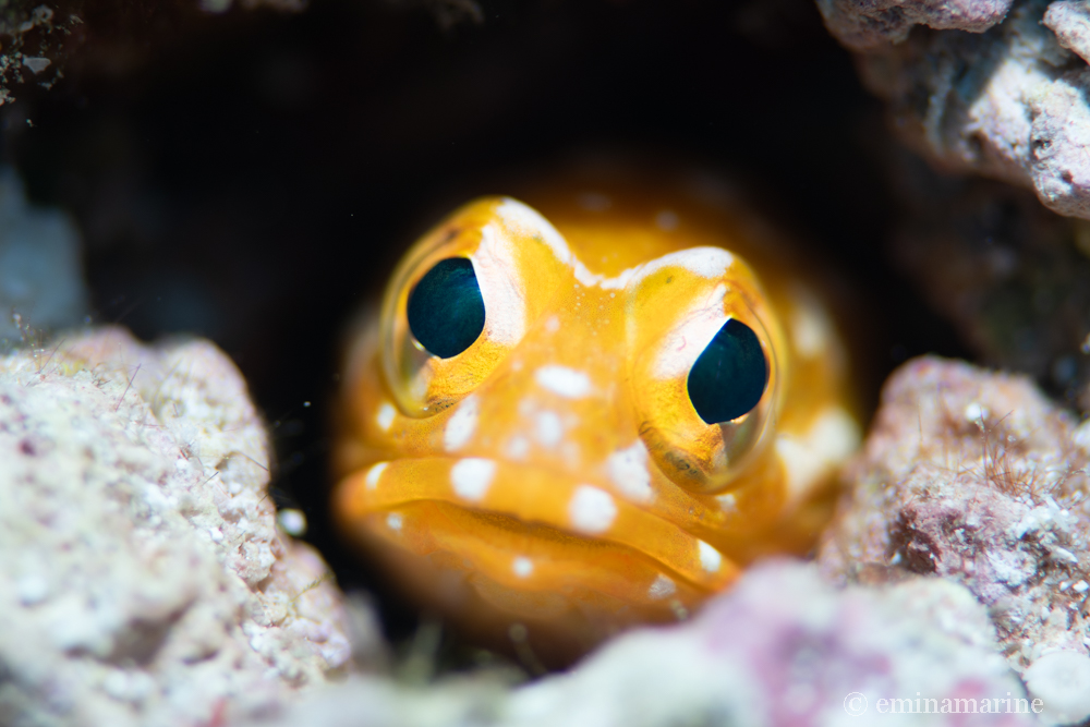 ホシカゲアゴアマダイ