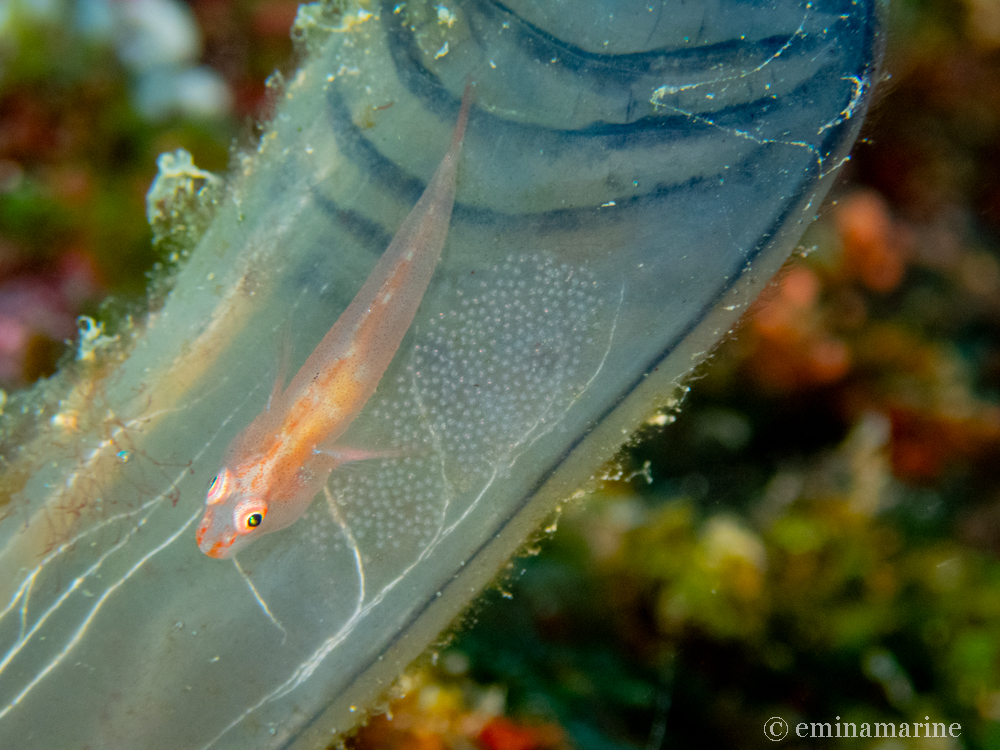 アカスジウミタケハゼ