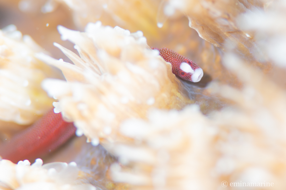 チンヨウジウオ