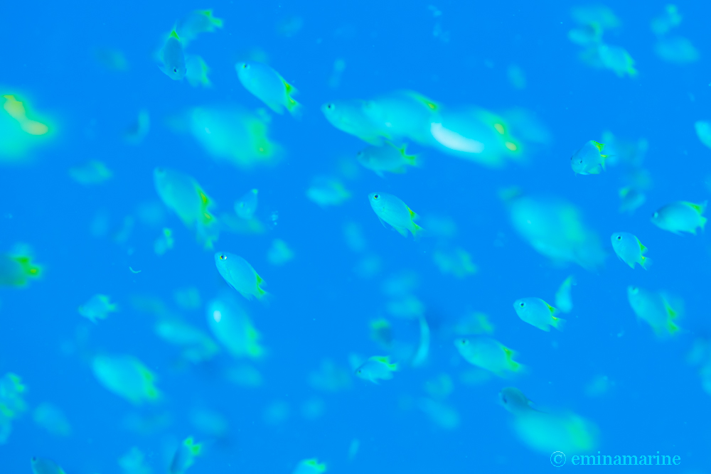 アサドスズメダイ