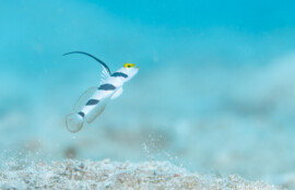 ヒレナガネジリンボウ