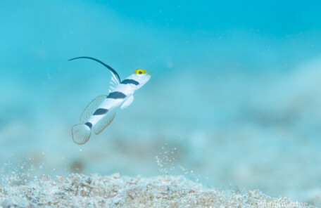 ヒレナガネジリンボウ